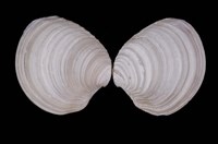 藏品(伊莎貝蛋糕簾蛤)的圖片